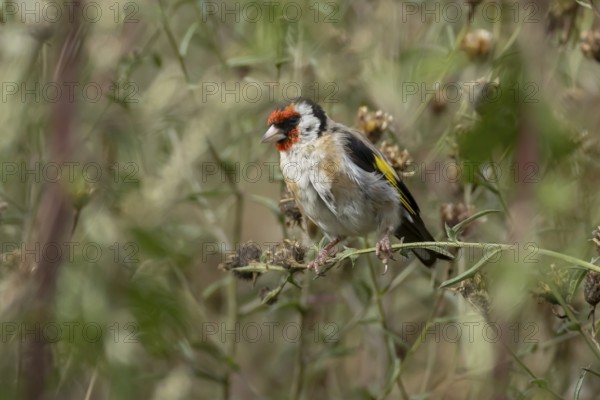 European goldfinch (Carduelis carduelis) adult bird on a Knapweed plant stem, England, United