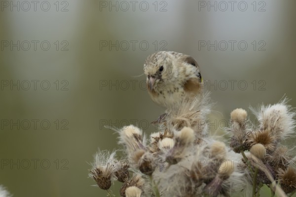 European goldfinch (Carduelis carduelis) juvenile baby bird feeding on Thistle plant seedheads,