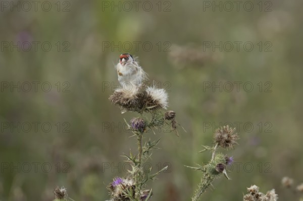 European goldfinch (Carduelis carduelis) adult bird feeding on Creeping thistle plant seedheads,