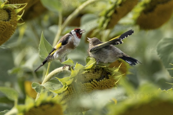 European goldfinch (Carduelis carduelis) adult bird feeding a juvenile baby fledgling on a