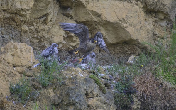 Peregrine falcon (Falco peregrinus), adult female taking off from Felsenhorst after feeding