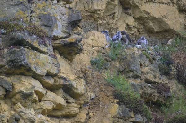 Peregrine falcon (Falco peregrinus), adult female in her habitat feeding nestlings in picturesque