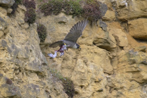 Peregrine falcon (Falco peregrinus), adult female flying with prey in front of picturesque rocky