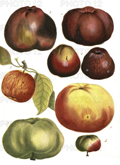 A. Malus carbonaria, cabbage apple, b. Malus erithromella, red Bachappel, c. malus haematomela,