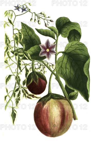 Solanum scandens, bittersweet nightshade and Solanum pomiferum, type of tomato, illustration,