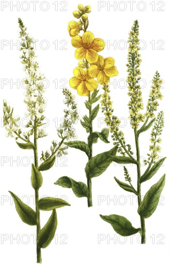 Mullein, Verbascum latifolium and Verbascum annuum, illustration, reproduction from a 19th century