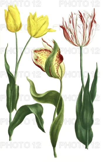 Tulips, Tulipa odorata and Tulipa explicata, illustration, reproduction from a 19th century model.