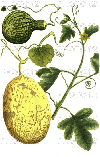 Melon, Cucumis, Melo vulgaris and Melo pyri formus maculosus, illustration, reproduction from a