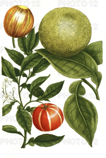 Grapefruit or grapefruit, Citrus grandis, formerly Malus aurantia citrata, illustration,