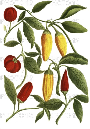 A. Solanum mordens bifurcata, b, Solanum mordens fructu aureo, c. Solanum mordens siliquis flavia,