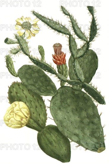 Prickly pear, Opuntia, illustration, reproduction from a 19th century model. Authentic, file