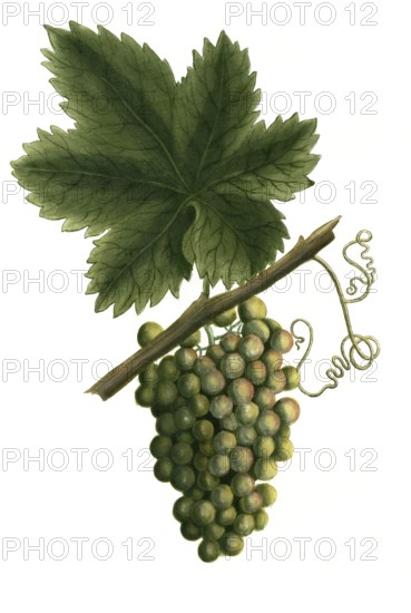 White grapevine, grape, Vitis vinifera, illustration, reproduction from a 19th century model.