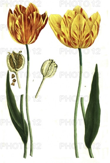 Tulips, a. tulipa lutea, b. tulipa lutea maculis rubentibus, illustration, reproduction from a