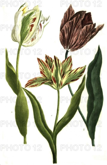 Tulips, a. tulipa monstrosa, b. tulipa colore violaceo, c. tulipa es luteo rubro, illustration,