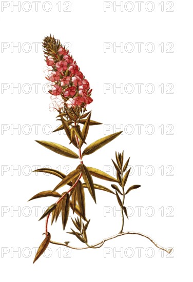 Polemoniaceae, Wild Sweet William, Phlox maculata, meadow phlox, illustration, reproduction from a