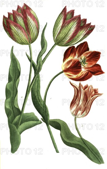 Tulips, a. Tulipa ferotina, b. Tulipa rubra calice pallessente, v. Tulipa rubra calica luteo,
