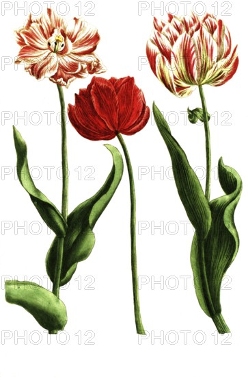 Various tulips, tulipa rubra and flore pleno versicolor, illustration, reproduction from a 19th