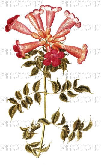 American climbing trumpet, Trumpet vine, Campsis radicans, illustration, reproduction from a 19th