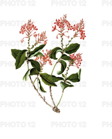 Scarlet leadwort, plumbago indica, Indian leadwort, scarlet leadwort or whirlplantain,