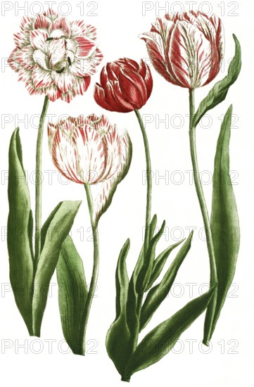 Tulips, tulipa, illustration, reproduction from a 19th century model. Authentic, file restored for