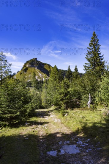Hiking trail on the Genneralm with Holzeck, Postalm, Osterhorn Group, Salzkammergut, Province of