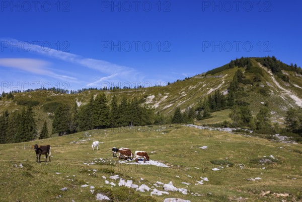 Cattle on pasture, Hochzinkenalm, Postalm, Osterhorn Group, Salzkammergut, Province of Salzburg,