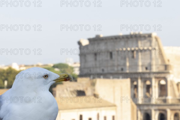 Yellow-legged gull (Larus michahellis) adult bird on an ancient city building with The Colosseum in