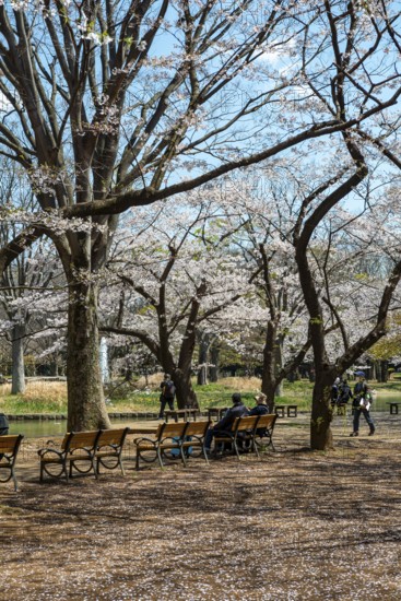 People sitting on benches in park under cherry blossoms, Yoyogi Park, Hanami Festival, Shibuya