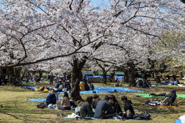 Japanese people picnicking under cherry blossoms in Yoyogi Park, Hanami Festival, Shibuya District,