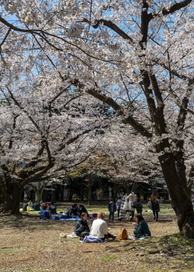 Japanese people picnicking under cherry blossoms in Yoyogi Park, Hanami Festival, Shibuya District,