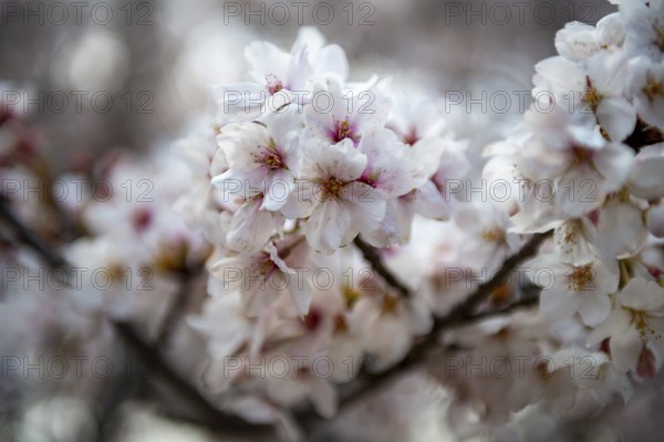 Cherry tree blossoms in spring, Yoyogi Park, Hanami Festival, Shibuya Ward, Shibuya District,