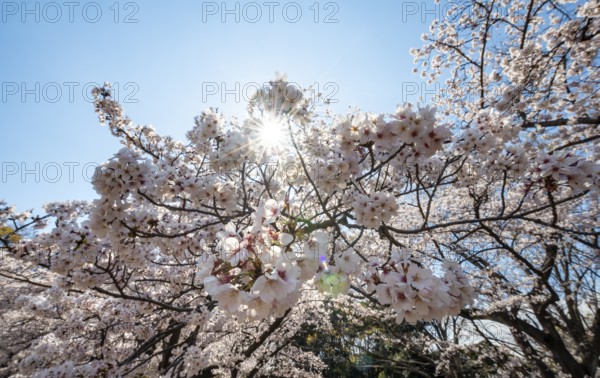 Cherry tree blossoms in spring, sun star, Yoyogi Park, Hanami Festival, Shibuya District, Shibuya