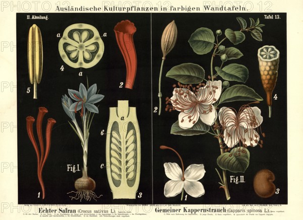 Cultivated plant, saffron, crocus sativus and caper smoke, Capparis spinosa, illustration by Carl