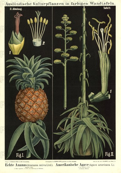 Cultivated plant, pineapple, pineapple sativa and agave, Agave americana, illustration by Carl