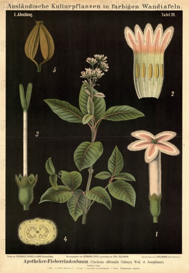 Cultivated plant, fever bark tree, Cinchona officinalis calisaya, illustration by Carl Bollmann,
