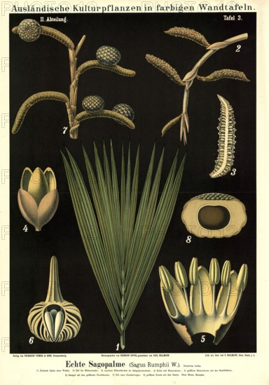Cultivated plant, sago, sago palm, sagus rumphii, illustration by Carl Bollmann, reproduction from