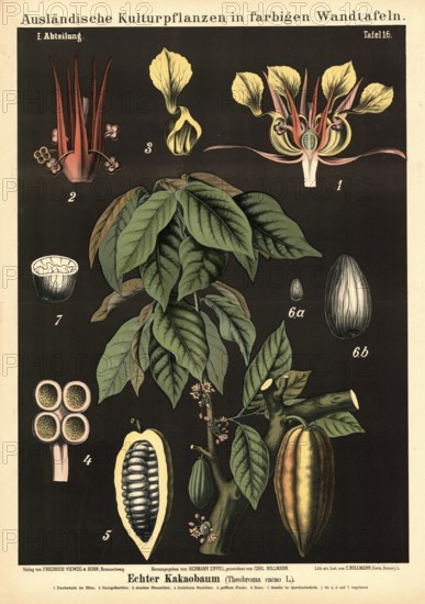 Cultivated plant, cocoa tree, Theobroma cacao, illustration by Carl Bollmann, reproduction from a