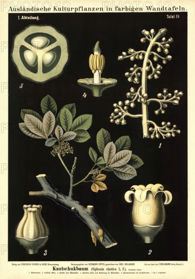 Cultivated plant, rubber tree, Siphonia elastica, illustration by Carl Bollmann, reproduction from