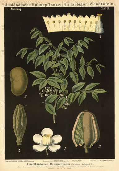 Cultivated plant, mahogany tree, Swietenia mahogany, illustration by Carl Bollmann, reproduction