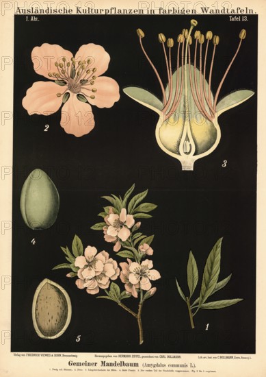 Cultivated plant, almond tree, Amygdalus communis, illustration by Carl Bollmann, reproduction from