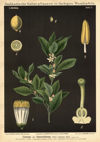 Cultivated plant, lime, sour lemon, citrus limonum, illustration by Carl Bollmann, reproduction