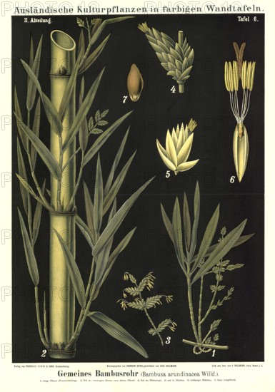 Cultivated plant, bamboo, bamboo cane, Bambussa arundinacea, illustration by Carl Bollmann,