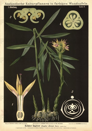 Cultivated plant, ginger, Zingiber officinalis, illustration by Carl Bollmann, reproduction from a