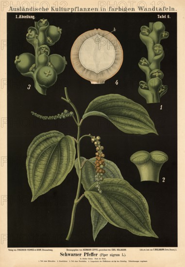Cultivated plant, black pepper, Piper nigrum, illustration by Carl Bollmann, reproduction from a