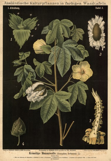 Cultivated plant, cotton, Gossypium herbaceum, illustration by Carl Bollmann, reproduction from a