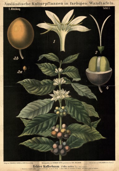 Cultivated plant, coffee, coffee tree, Coffea arabica, illustration by Carl Bollmann, reproduction