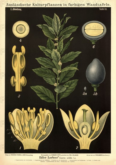 Cultivated plant, laurel, Laurus nobilis, illustration by Carl Bollmann, reproduction from a model