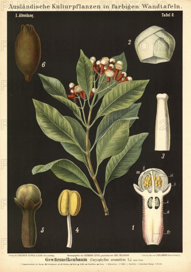 Cultivated plant, clove tree, clove, Caryophyllus aromaticus, illustration by Carl Bollmann,
