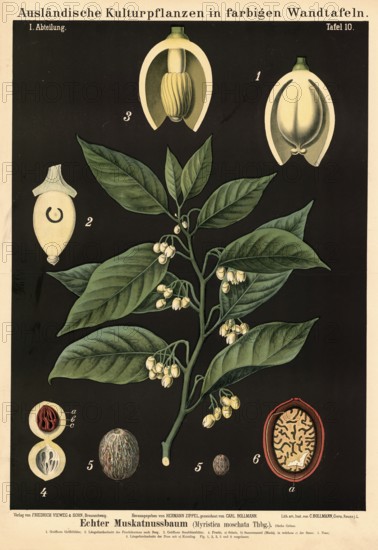 Cultivated plant, nutmeg, Myristica moschata, illustration by Carl Bollmann, reproduction from a
