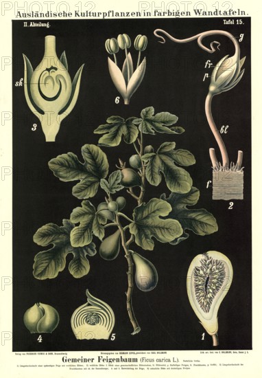 Cultivated plant, fig tree, ficus carica, illustration by Carl Bollmann, reproduction from a model